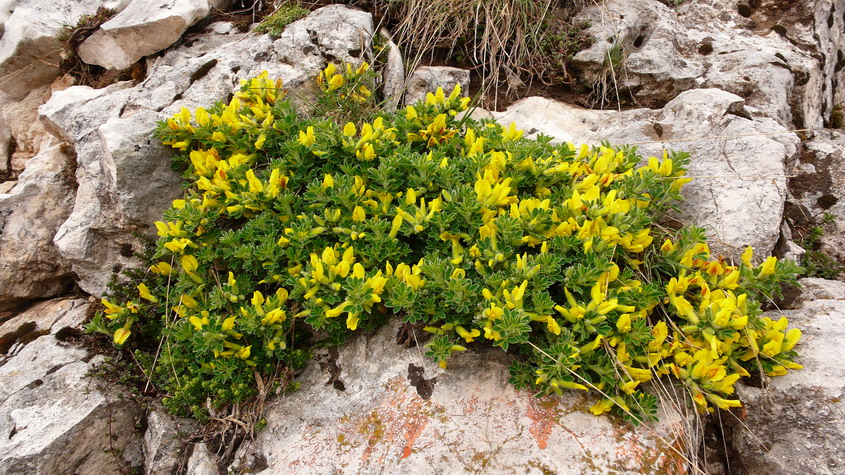 Chamaecytisus hirsutus